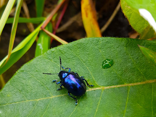 Blue leaf beetle on green leaf in forest; shoot by mobile camera.