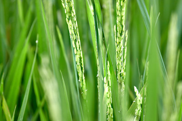 Plakat rice sprouts close up