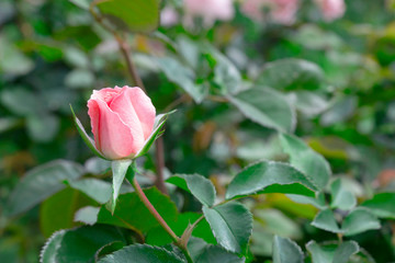 single pink rose in garden
