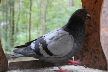 bird pigeon on the feeder