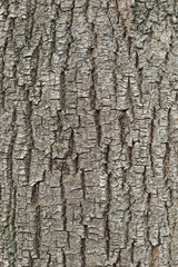 Tree bark texture. natural backgrounds, textures - bark of linden tree