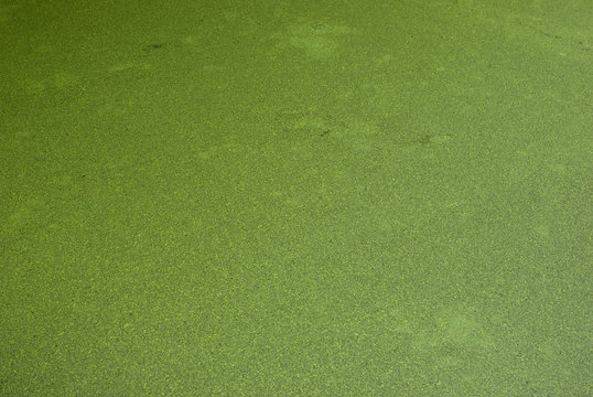 Eutrophication, river surface full of algae