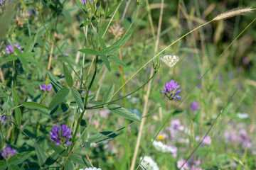 Pieridae / Yeni Beneklimelek / / Pontia edusa