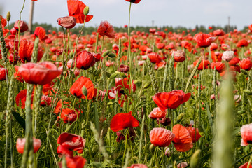 Landscape of red poppy flowers on meadow.