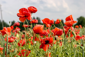 Landscape of red poppy flowers on meadow.