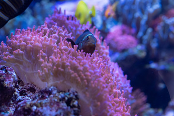 Pesce