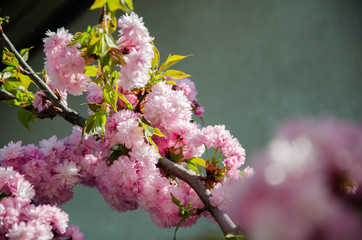 Sakura. Very beautiful flowering cherry tree. spring flowers