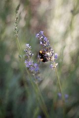 bee