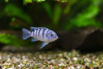 Kenyi cichlid Maylandia lombardoi aquarium fish