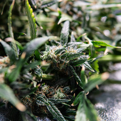 Cannabis trichomes close-up. Medical Harvest