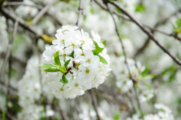 Apple. Very beautiful flowering apple tree. spring flowers
