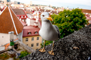 Gull on the wall © Yury