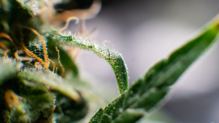 Cannabis trichomes close-up. Medical Harvest