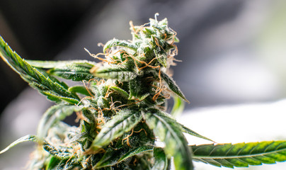 Cannabis trichomes close-up. Medical Harvest