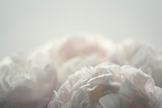 Pale pink peonies