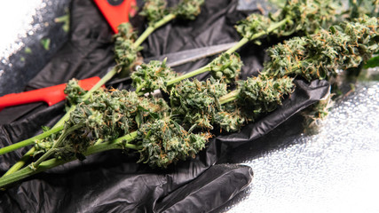 trimming flowering buds of the medical marijuana in close-up.