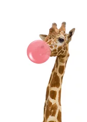 Fotobehang giraf met kauwgom © Oculo