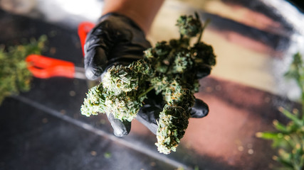 trimming flowering buds of the medical marijuana in close-up.