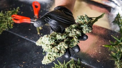 New medical strains of marijuana.