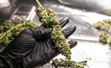 Fresh marijuana buds in mans hands. Fresh cannabis harvest