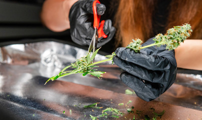 trimming flowering buds of the medical marijuana in close-up.