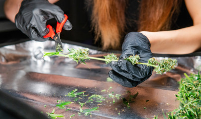 fresh cannabis harvest for medical use. USA marijuana plans