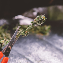 Cannabis trichomes close-up. Medical Harvest
