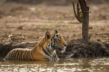 tiger cub cooling off in water in hot summers at Ranthambore Tiger Reserve India