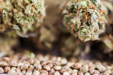 hemp seeds .cannabis business concept. Medical marijuana