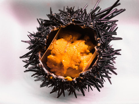 Closeup photo of fresh sea urchin (uni) in Japan