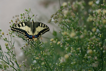 Butterfly on flower close-up