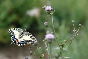 Butterfly on flower close-up