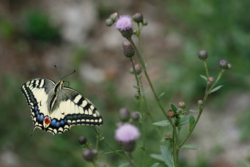 Butterfly on flower close-up