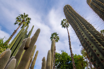 Fototapeta premium Panorama of The Majorelle Garden is a botanical garden and artist's landscape park in Marrakech, Morocco. Jardin Majorelle Cactus and tropical palms. Paradise inside the desert country