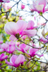 Magnolia. A very beautiful flowering magnolia tree. spring flowers
