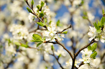 Cherry. Very beautiful flowering cherry tree. spring flowers