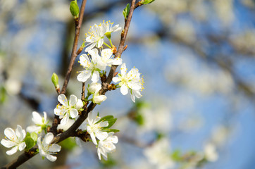 Cherry. Very beautiful flowering cherry tree. spring flowers
