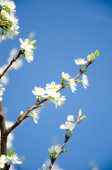 Cherry. Very beautiful flowering cherry tree. spring flowers