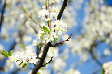 Cherry. Very beautiful flowering cherry tree. spring flowers