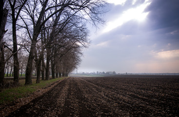 Fototapeta na wymiar trees by the field