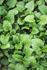 Fresh leaves of fragrant melissa