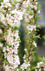 lush spring flowering of cherry felted
