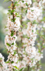 spring flowering of cherry felted