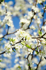 Obraz premium Cherry. Very beautiful flowering cherry tree. spring flowers