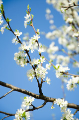 Cherry. Very beautiful flowering cherry tree. spring flowers