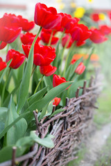 tulips in the spring garden