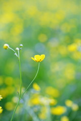 buttercup flower on the background of the field