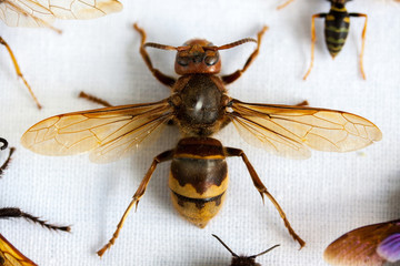 Hornet in the collection