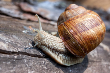 close-up of a snail with a shell