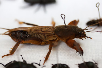 Gryllotalpidae is a garden pest